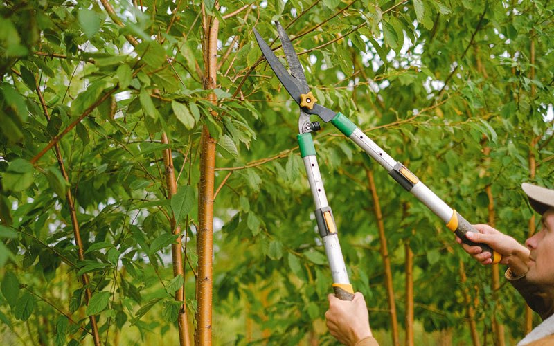 Tree trimming in Oakland, OR
